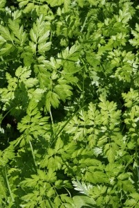 parsley for natural allergy solutions